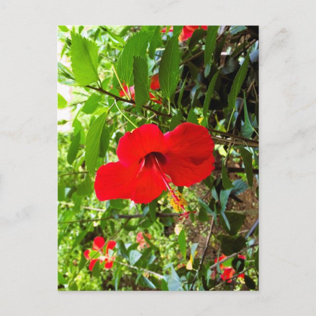 Vykort med röda blommor på omslaget (Framsida)