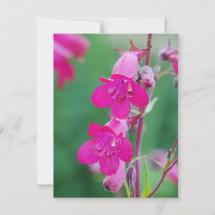 Vykort med rosa Penstemon-blommor
