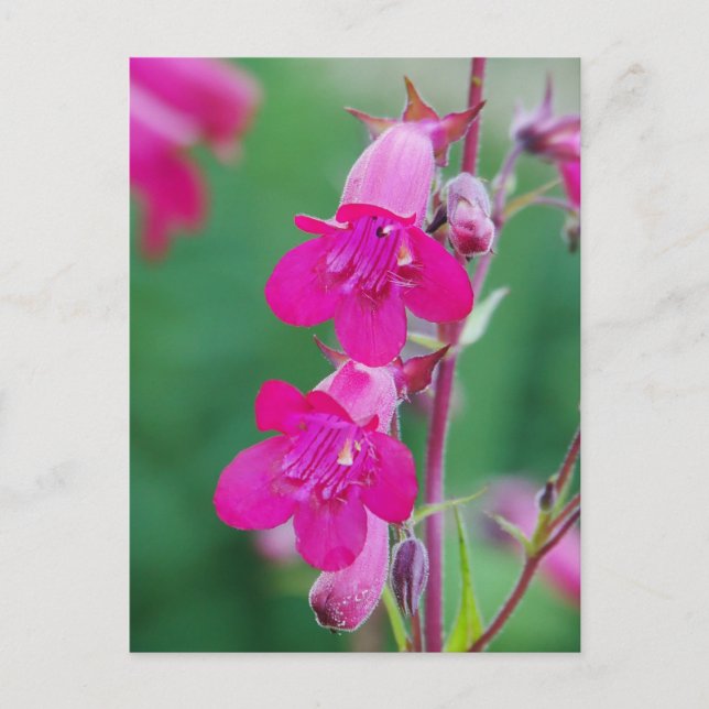 Vykort med rosa Penstemon-blommor (Framsida)