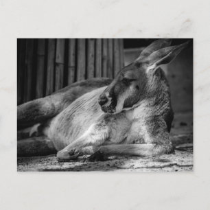 Vykort med sovande Kangaroo