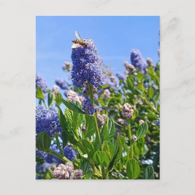 Vykort med syrenblommor i engelsk trädgård (Framsida)
