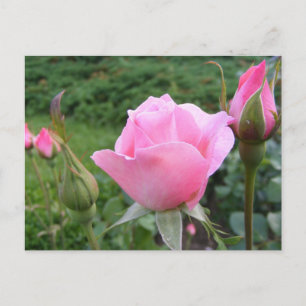 Vykort med vackert rosa ros