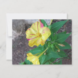 Vykort med vitt kuvert 