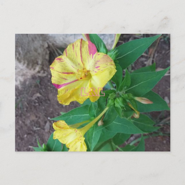 Vykort med vitt kuvert  (Framsida)