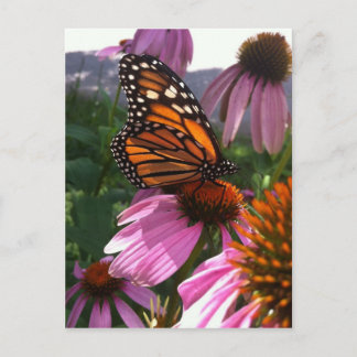 vykort - Monarch Butterfly on Coneflower