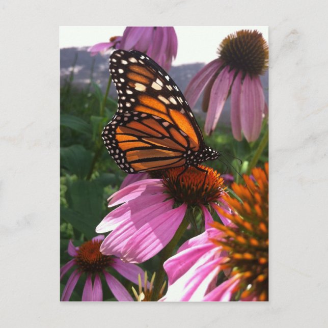 vykort - Monarch Butterfly on Coneflower (Framsida)