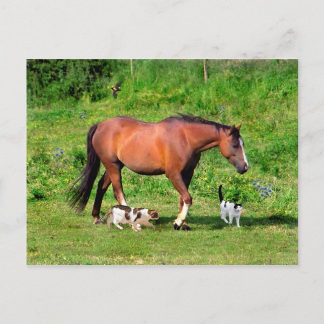 Vykort "Morgonpromenad" (Framsida)