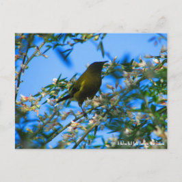 vykort, Native Bell Bird, Nya Zeeland Vykort