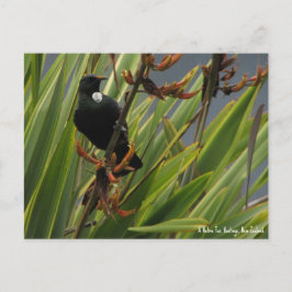 vykort, Native Tui, Hawkes Bay, Nya Zeeland Vykort