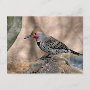 vykort: Northern Flicker Vykort