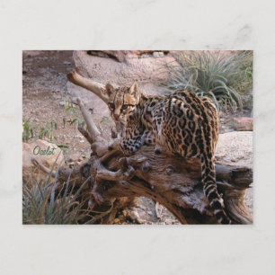 Vykort: Ocelot Vykort