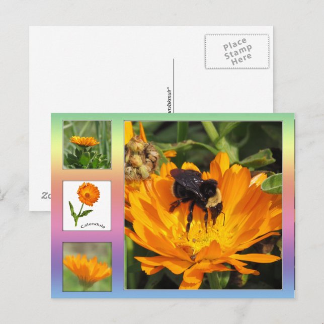 Vykort – Orange Calendula blommor (Fram/baksida)