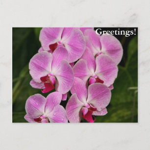 vykort - Orchid