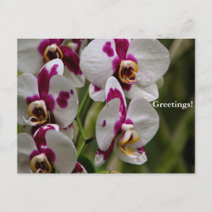 vykort - Orchid