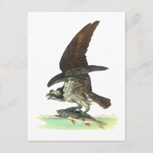vykort: Osprey - John Audubon Vykort