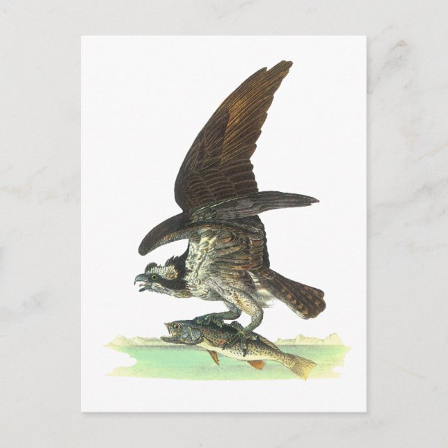 vykort: Osprey - John Audubon Vykort (Framsida)