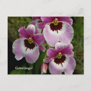 vykort - Pansy Orchid