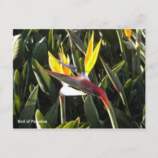 vykort, Paradise-fågeln Vykort