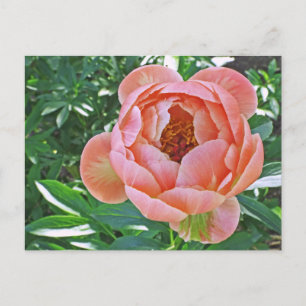vykort, "PEACHY ROSA PEONY" Vykort