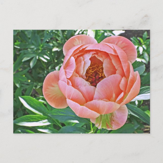 vykort, "PEACHY ROSA PEONY" Vykort (Framsida)