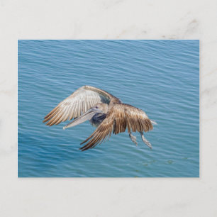 vykort - pelikan under flygning