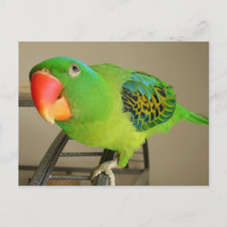 vykort: Philippine Blue Nape Parrot Vykort