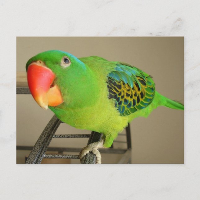 vykort: Philippine Blue Nape Parrot Vykort (Framsida)