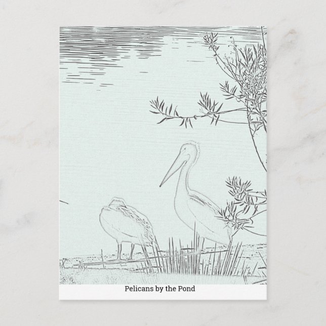 Vykort - Pond-pelikaner (Framsida)