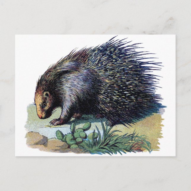 vykort - Porcupin (Framsida)
