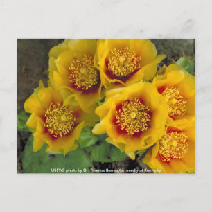 Vykort / Prickly Pear Kaktus