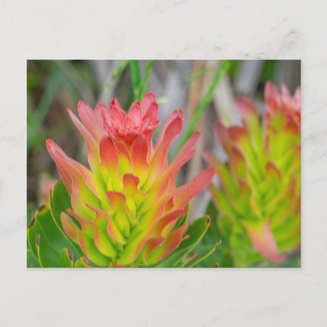 vykort - Protea i Kirstenbosch (Framsida)