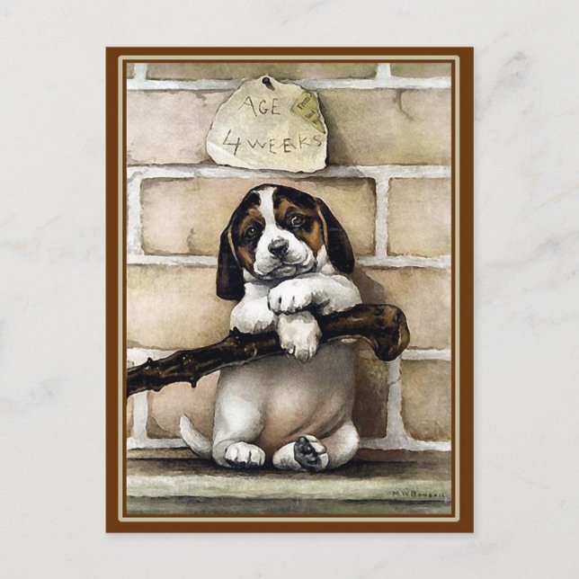 vykort: "Puppy, 4 veckor gammal" Vykort (Framsida)