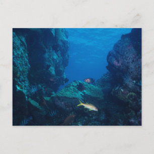 vykort - Reef scen in Moorea, Fransk Polynesia