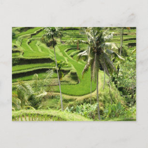 vykort Ris, Fält, Bali