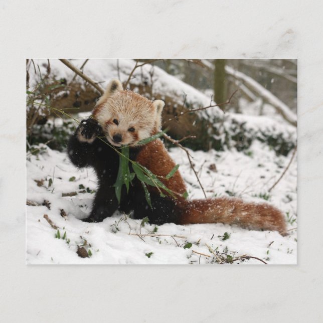 vykort - röd panda 2 (Framsida)