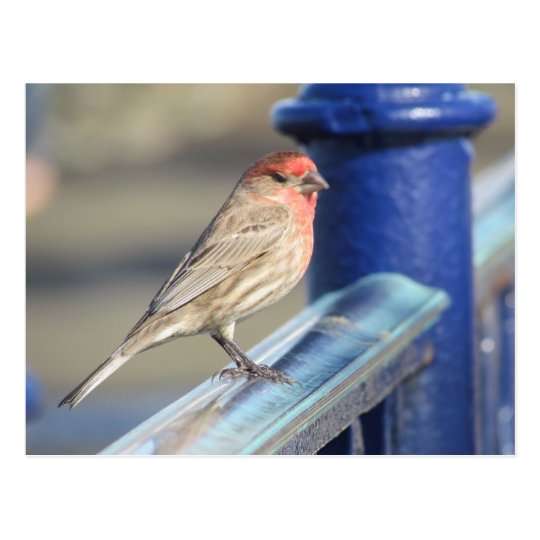 Vykort - röd Sparrow på blåttstaket