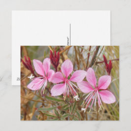 Vykort - Rosa Guara