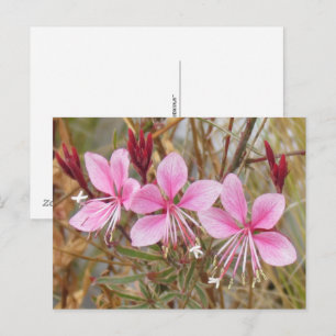 Vykort - Rosa Guara