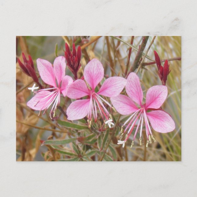 vykort - Rosa Guara (Framsida)