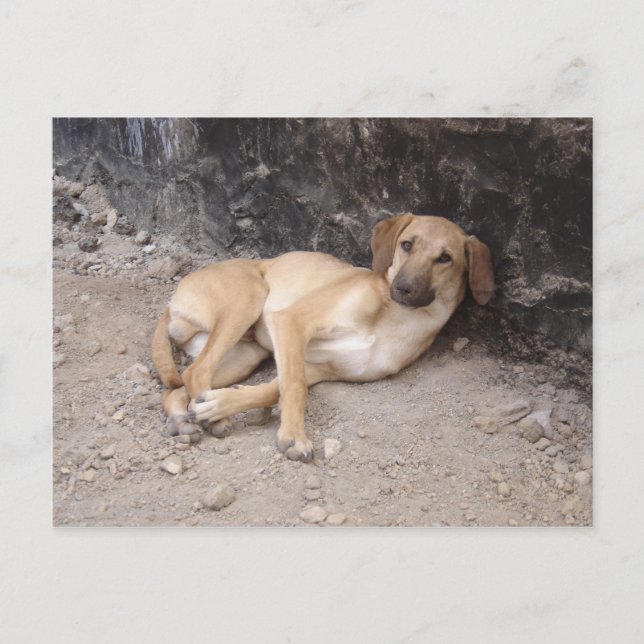 vykort RPG för Nowzad Hundar (Framsida)