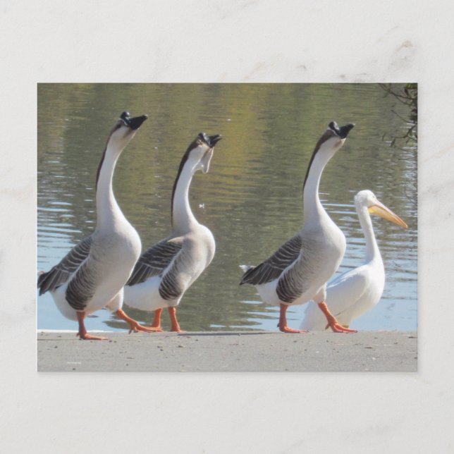 Vykort - rullning vid Lakeside (Framsida)