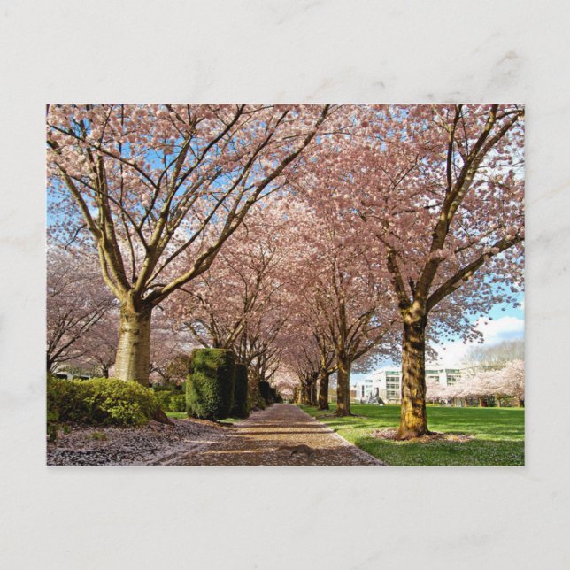 Vykort Salem Körsbärsblommor & Ekorre Oregon (Framsida)