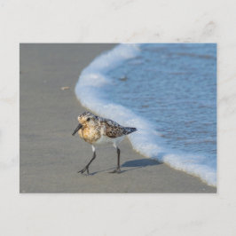 Vykort - Sandpiper på persikokortet