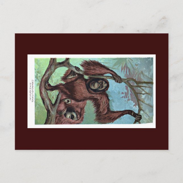 Vykort - schimpans (Framsida)