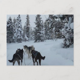 vykort Siberian husky Safari