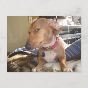 Vykort Side Öga Hund-nummer