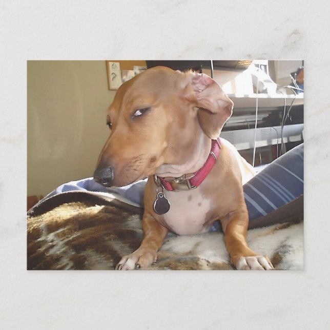 Vykort Side Öga Hund-nummer (Framsida)