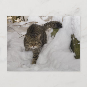 vykort - skotsk vildkatt