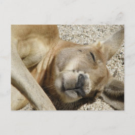 Vykort Sleeping Kangaroo QLD Australien