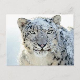 vykort - Snö Leopard